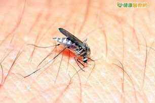 埃及斑蚊盯1次10人染病　南部登革熱大爆發