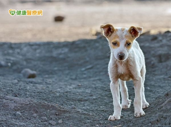 為何會虐待動物？　這四種人容易發生