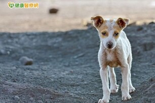 為何會虐待動物？　這四種人容易發生