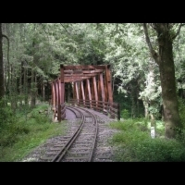 阿里山祕境引人入勝　水山巨木步道成避暑勝地