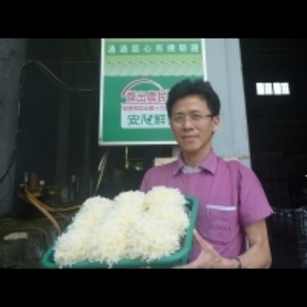 現代化設備栽植　石岡隆谷養菇場成功量產銀耳