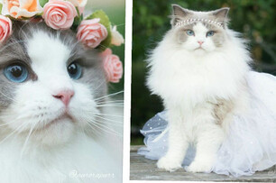 貓界我最美！ 貓公主Aurora最愛披婚紗 只為了...