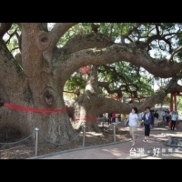 后里千年大樟公契子女多　中秋夜喜氣大團圓