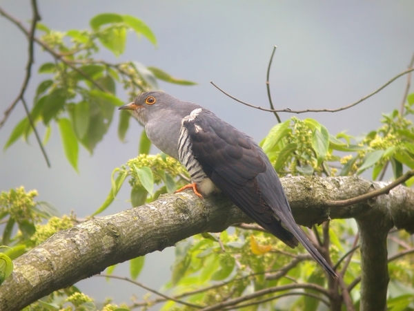 東野圭吾《杜鵑鳥的蛋是誰的》原來和鳥類繁殖習性有關......