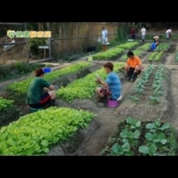 荒地變菜園　幫助戒癮居民找回成就感