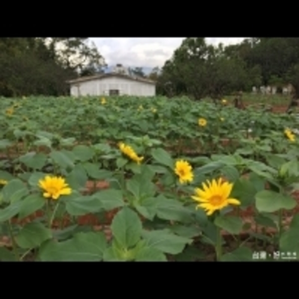 士林官邸菊展登場　10萬盆菊花迎賓