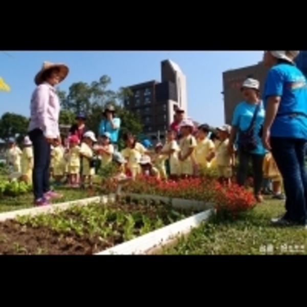不怕菜價飆漲　東榮里開心農場大豐收