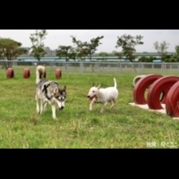 讓毛小孩盡情活動　新北開放浮洲橋及三重寵物公園