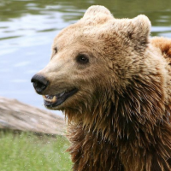 熊熊長姿勢   狗熊到底是什麼熊？