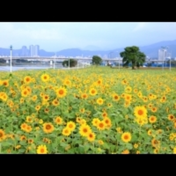 春節去哪玩？　河濱公園騎車、賞花海、看夜景