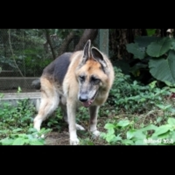 北美灰狼逛大街？　原來是動物園狼犬放風