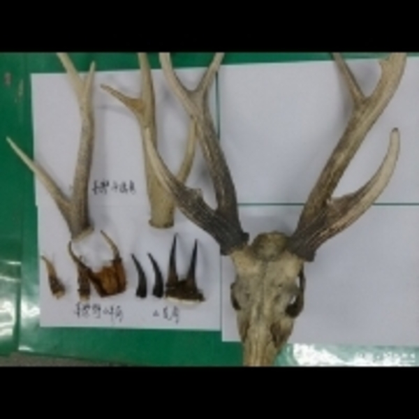 「山羌頭角賣1800」　男子花市販售動物頭骨角遭送辦
