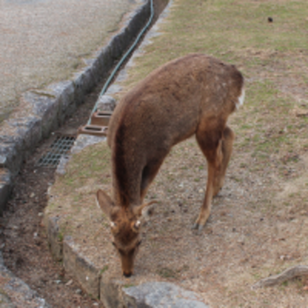 奈良鹿低頭鞠躬超可愛？這其實是攻擊前兆！