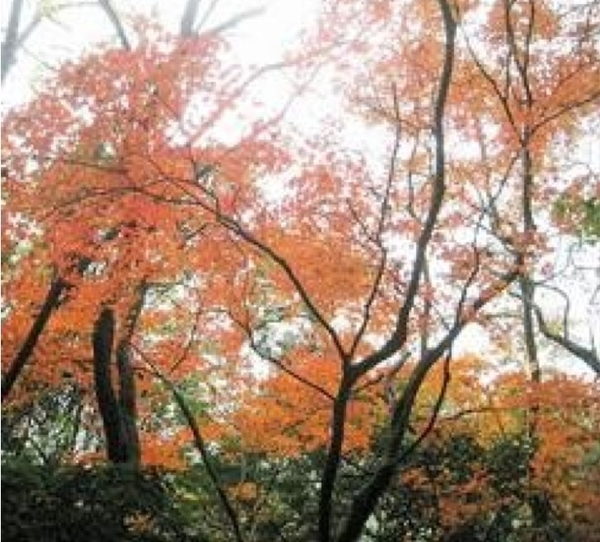 連日濕冷　陽明山楓紅似火