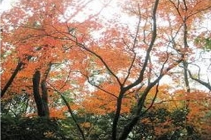 連日濕冷　陽明山楓紅似火