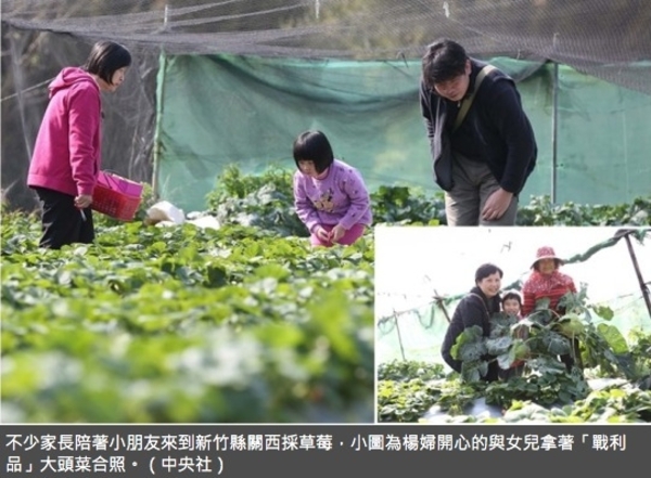新竹關西草莓供不應求　下波產期2月到