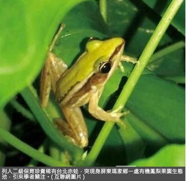 二級保育台北赤蛙現身屏東