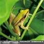 二級保育台北赤蛙現身屏東