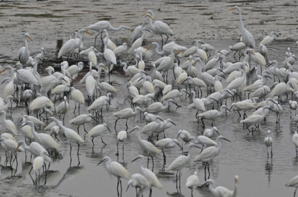 白鷺鷥群藏著不同種類的鷺鷥！這是怎麼回事？