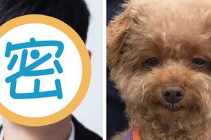 網友噴飯笑歪了 發現自己家狗狗超眼熟 跟某位男歌手臉型長得非常相似