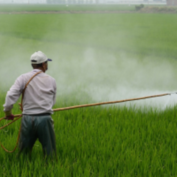 只要微量就致死！5點帶你認識台灣第一致死農藥「巴拉刈」