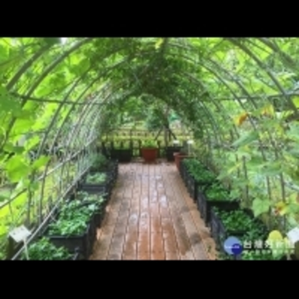 可食地景活化都市景觀　蘆洲仁愛公園有蔬菜綠廊隧道及果樹