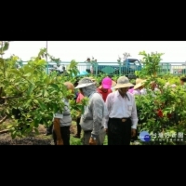 彰縣社頭番石榴受根瘤線蟲侵害　農會邀專家教導如何防治