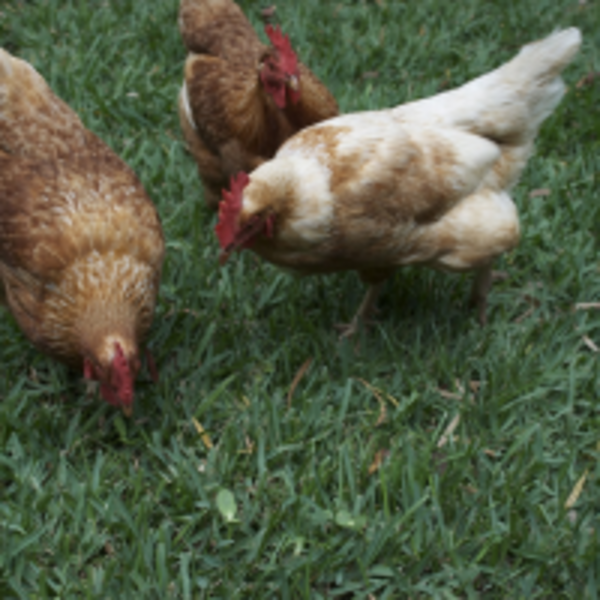 雞屎白是什麼？為什麼古人拿它解毒？