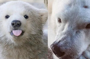 曾經，它是全世界最孤獨的小北極熊…卻終於找到了屬於它自己的hope...
