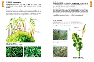 植物學百科圖典中英對照版