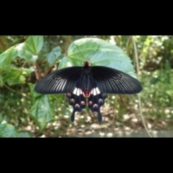 一段互助相伴、共榮共生的故事，攜手再現台灣蝴蝶王國的美名