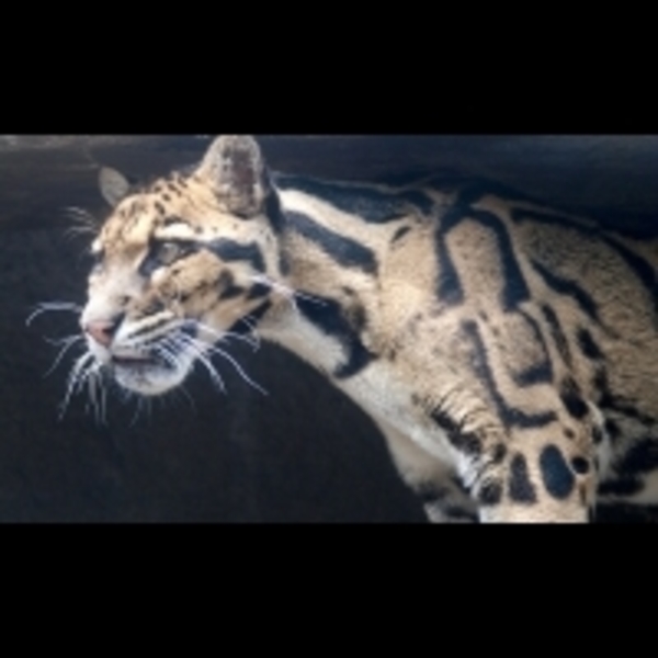 給他們一個有愛的家，別讓不會說話的牠們，成為下一個台灣雲豹