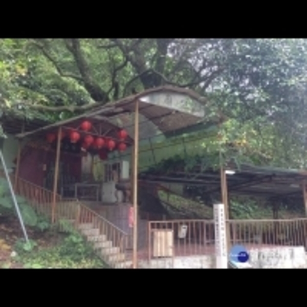 新北最老樹新店九丁榕　胸徑約200公分推估樹齡數百年　