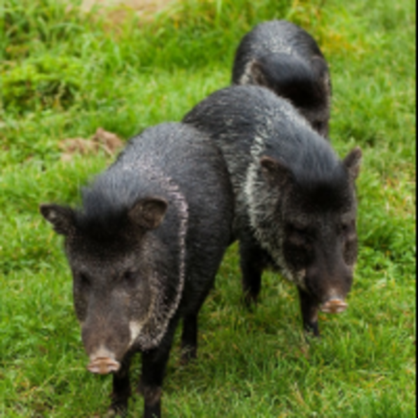 教育部又爆成語爭議，還記得三隻小豬與楚門的世界嗎？