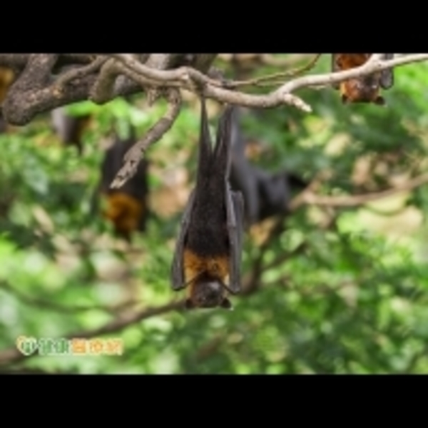 遭蝙蝠咬傷　須接種人用狂犬病疫苗