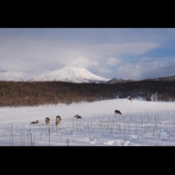 北海道國家公園裡　雪中健行遇到鹿