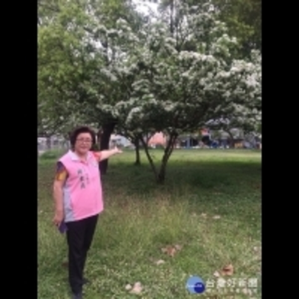 台中積善公園流蘇花滿樹　帶來3月雪