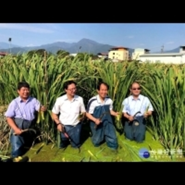 LED取代高壓鈉燈減少光害　埔里茭白筍田夜間好壯觀