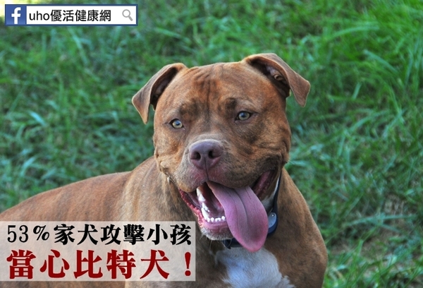 53％家犬攻擊小孩　當心比特犬！