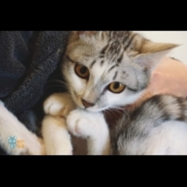 3歲小貓與高齡貓 腎病發現大不同