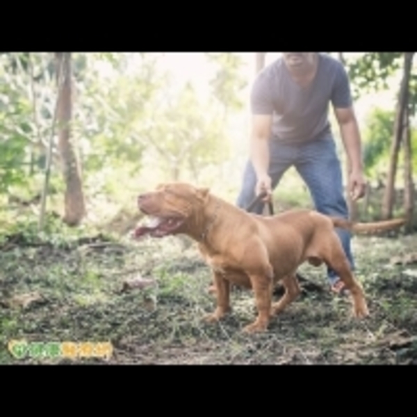 遭比特犬攻擊！　男童顱骨骨折