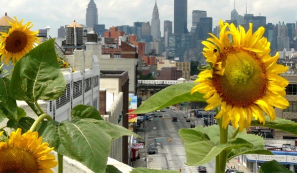 都市農耕出現在空中 全世界最大的屋頂農場在紐約