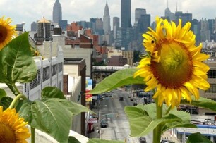 都市農耕出現在空中 全世界最大的屋頂農場在紐約