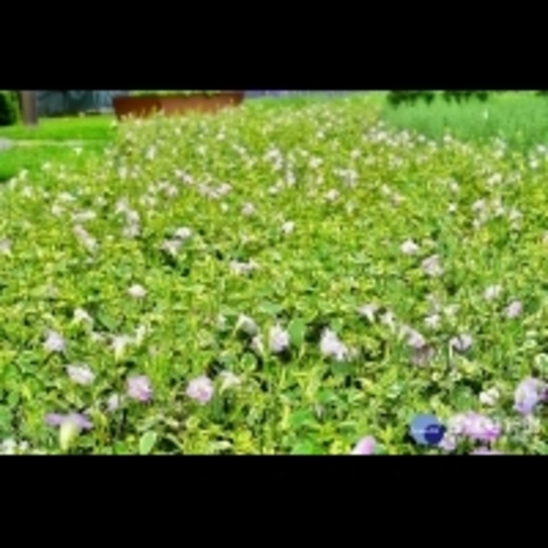 斑葉赤道櫻草染紫夏日　迎風搖曳生姿