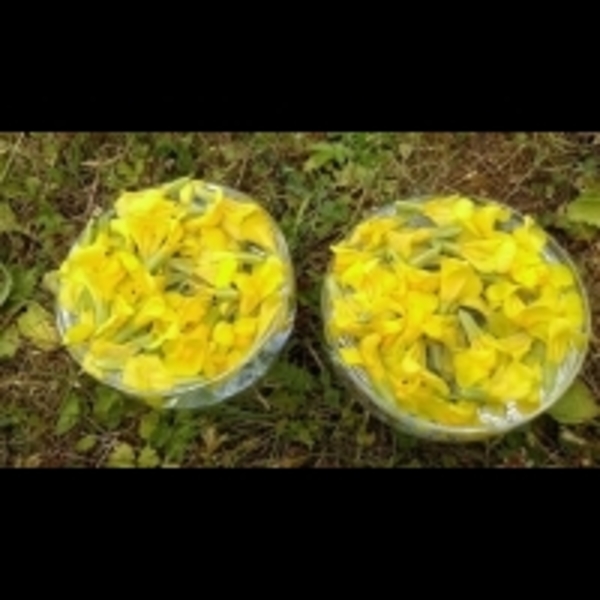 「我為你付出這麼多，你竟然忘恩負義，讓我好受傷！」親子間的情緒勒索，可以靠花精療癒...