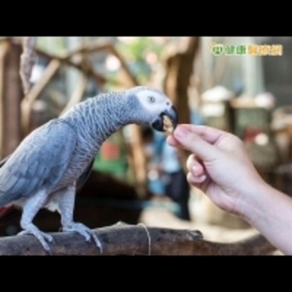 餵養鳥類要當心　糞便易隱藏隱球菌