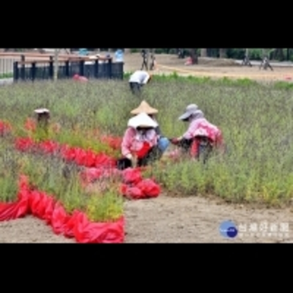 花博葫蘆墩展區大安水蓑衣　展現台灣原生植物之美