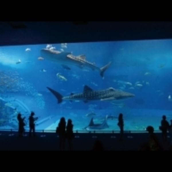 12景點！飛行75 分鐘！沖繩一日小旅行趴趴GO，快帶孩子一起擁抱碧海、藍天、陽光、沙灘～～