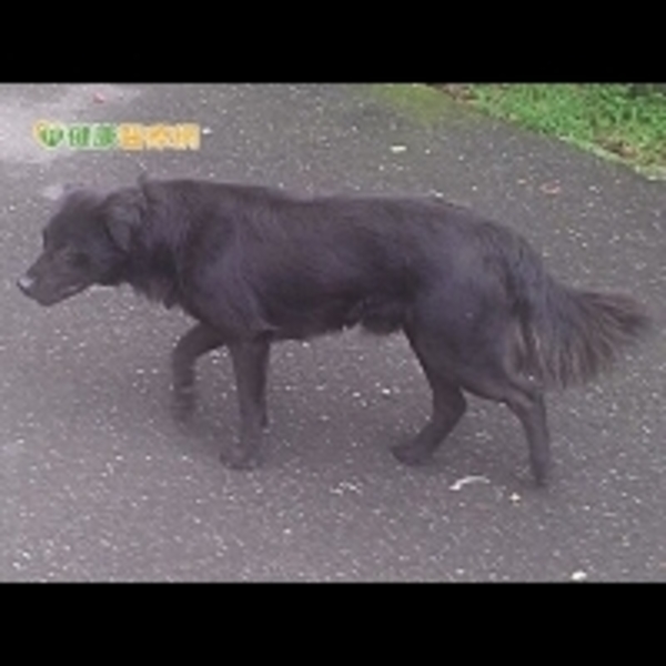 防範狂犬病威脅　野外活動勿接觸野生動物