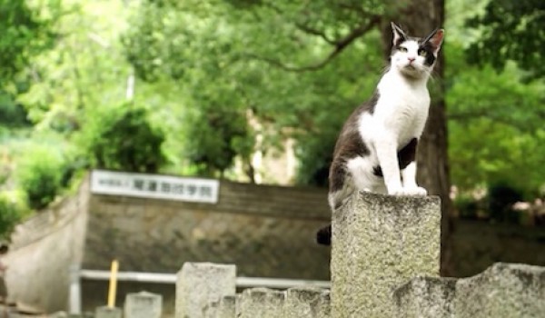 喵星人在哪都報給你知！日本推出「貓咪視角」街景服務